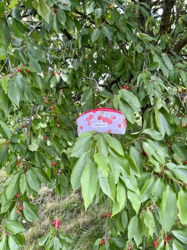 Piórnik w truskawki